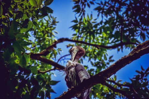 Free A stunning view of a bird grooming its feathers while perched on a tree branch, surrounded by lush green leaves. Stock Photo