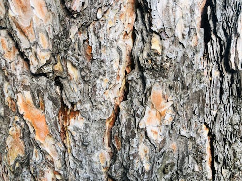 Fotobanka s bezplatnými fotkami na tému hrubý, kôra stromu, povrch