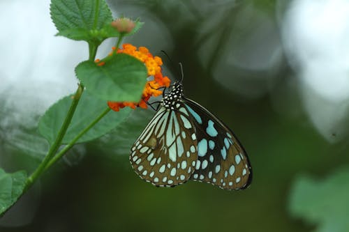 Foto d'estoc gratuïta de Fons de pantalla 4k, papallona