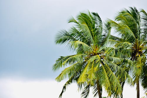 Gratis lagerfoto af blæsende, kokostræer, palmer