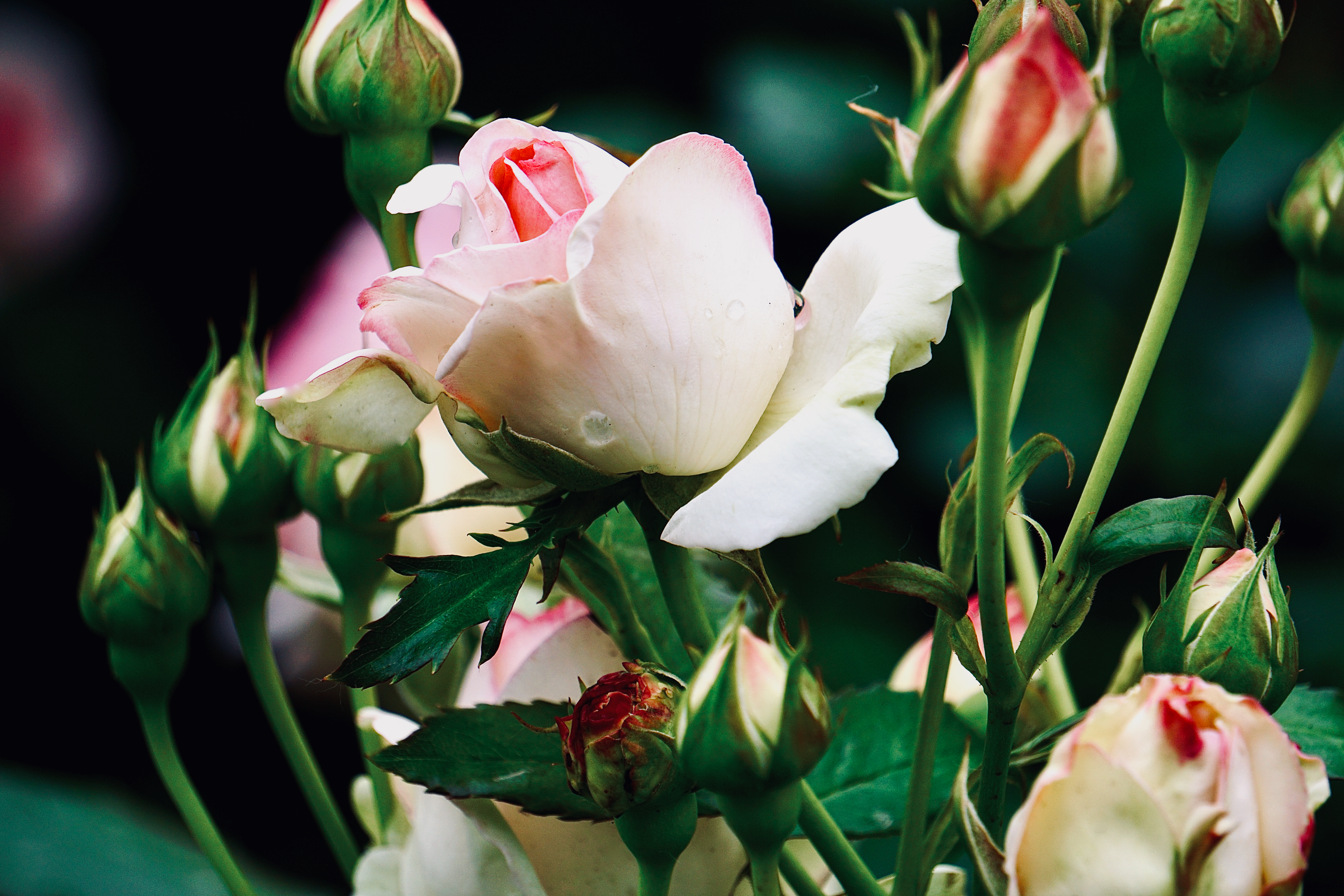 Close-Up Shot of Roses · Free Stock Photo