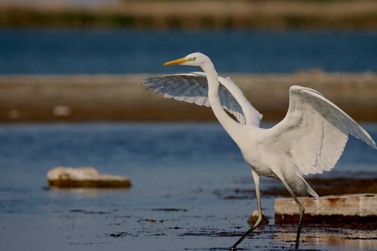 Close Up Photo Of White Bird