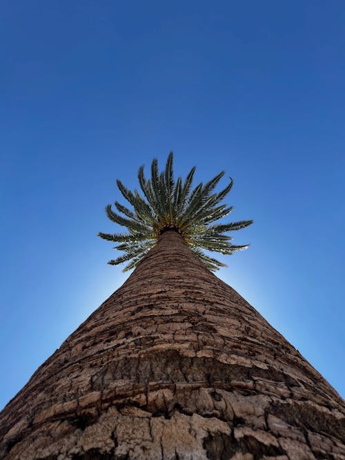 Foto stok gratis batang pohon, bidikan sudut sempit, langit biru