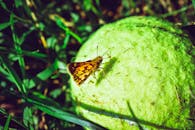 一只色彩缤纷的蝴蝶栖息在绿草丛中的网球上