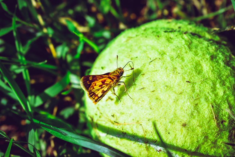 Brown Skipper Moth Perched On Ball