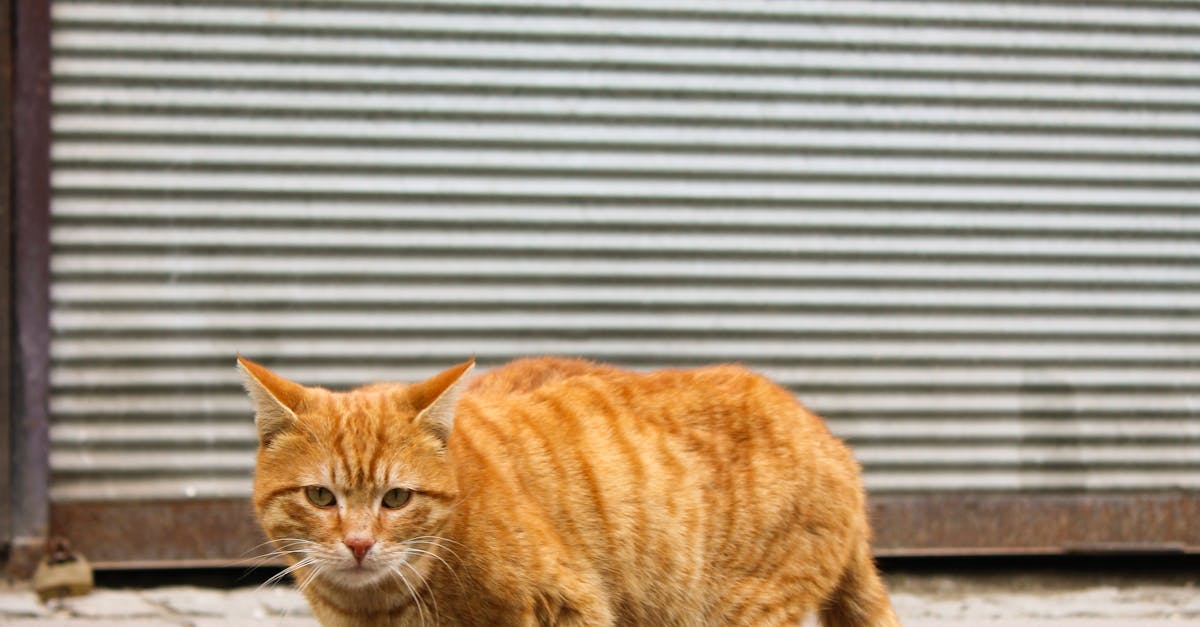 How to make a scared cat come to you