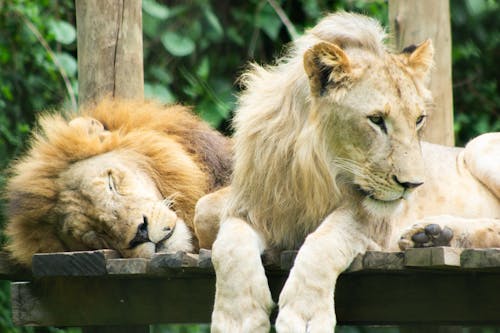 Lions Resting Together
