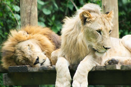 Photos gratuites de animaux, carnivores, chasseurs