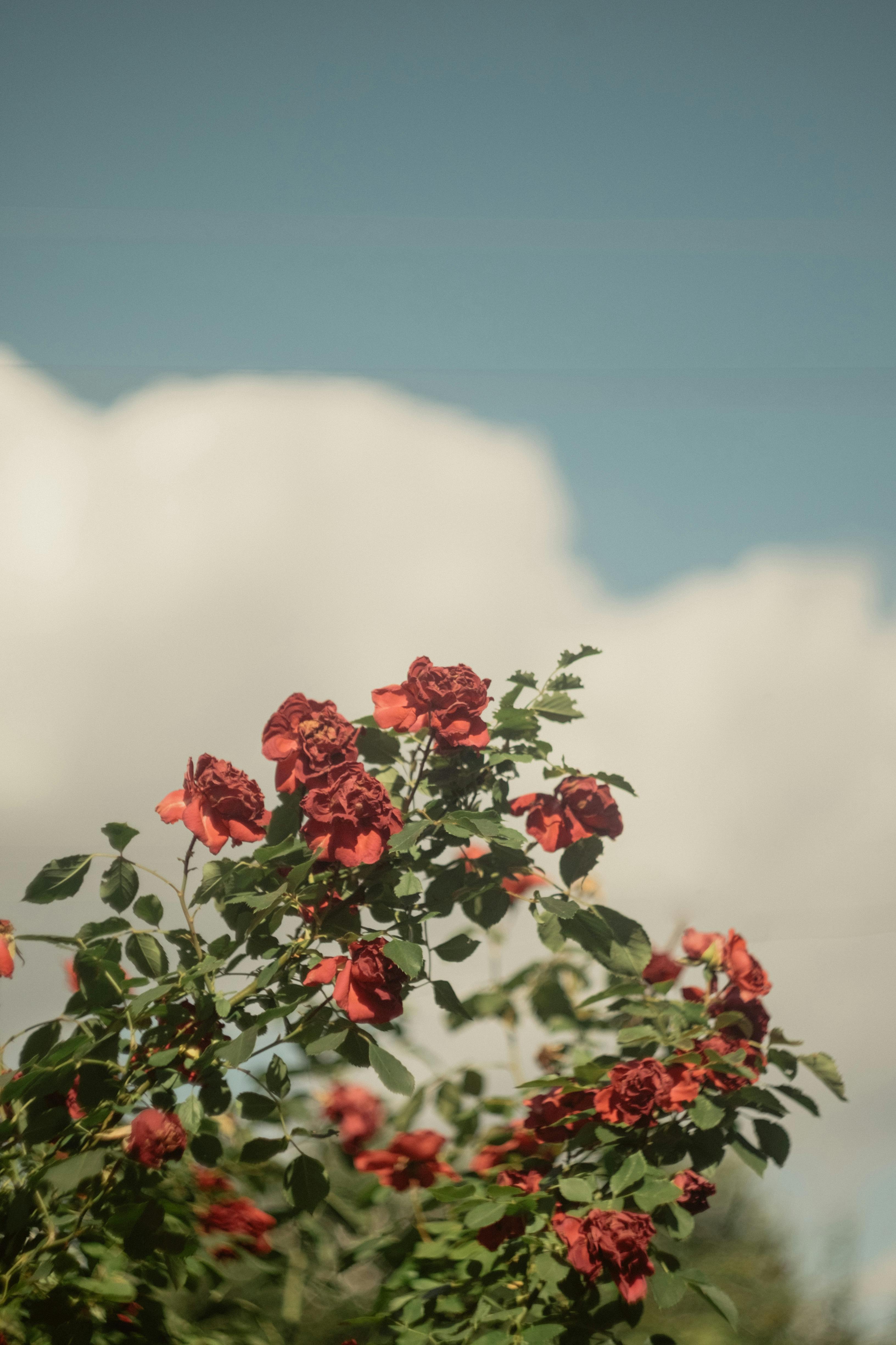 Orange Petal Flower · Free Stock Photo