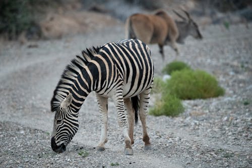 Základová fotografie zdarma na téma divočina, fotografování zvířat, safari