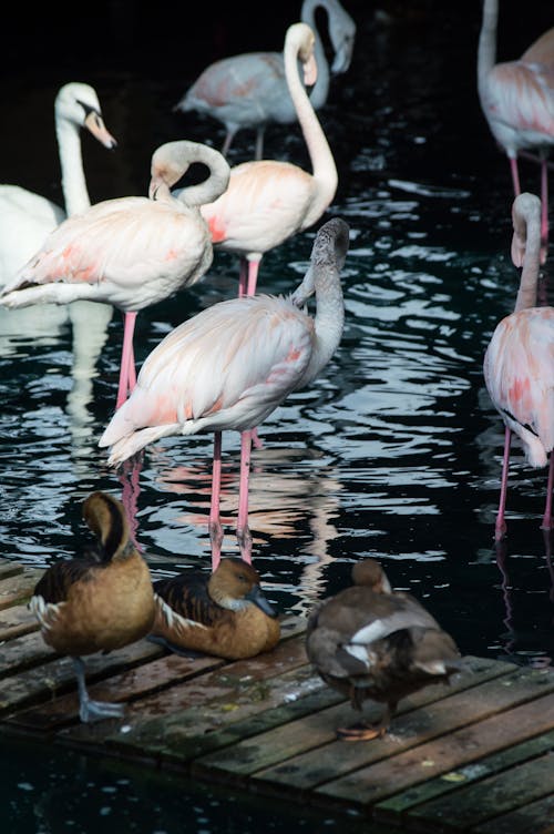 Flamingos and Ducks in a Pond with a Wooden Deck