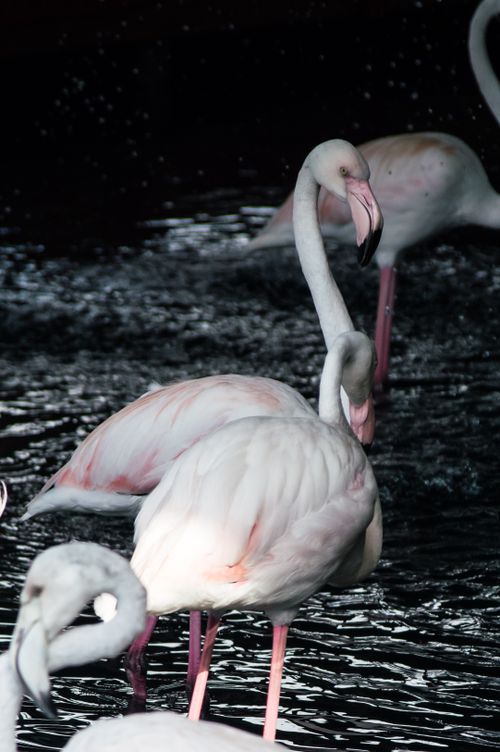 Free Elegant flamingos wading in dark water in İstanbul, showcasing nature's beauty. Stock Photo