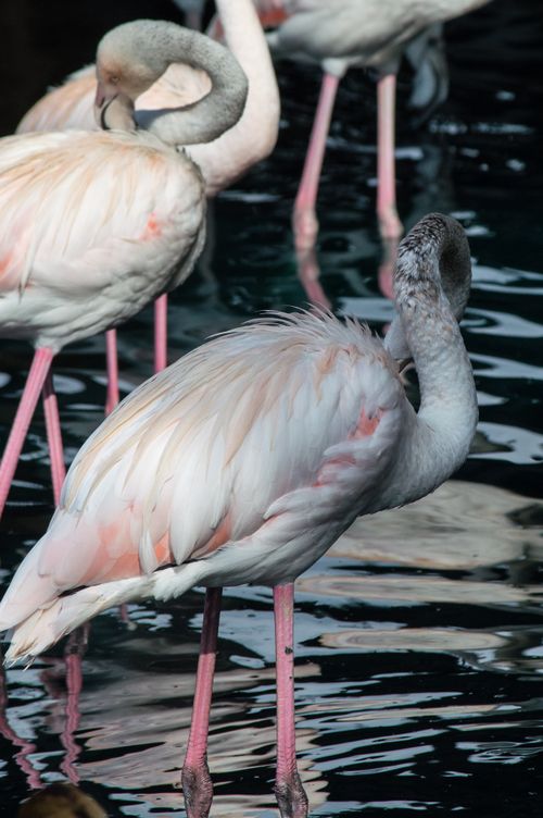 Free Beautiful flamingos standing in a serene pond, showcasing their elegant curves and soft plumage. Stock Photo