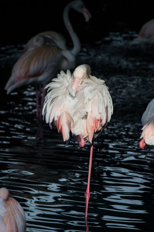 Free Elegant flamingo standing on one leg in a tranquil lake environment; perfect for wildlife themes. Stock Photo