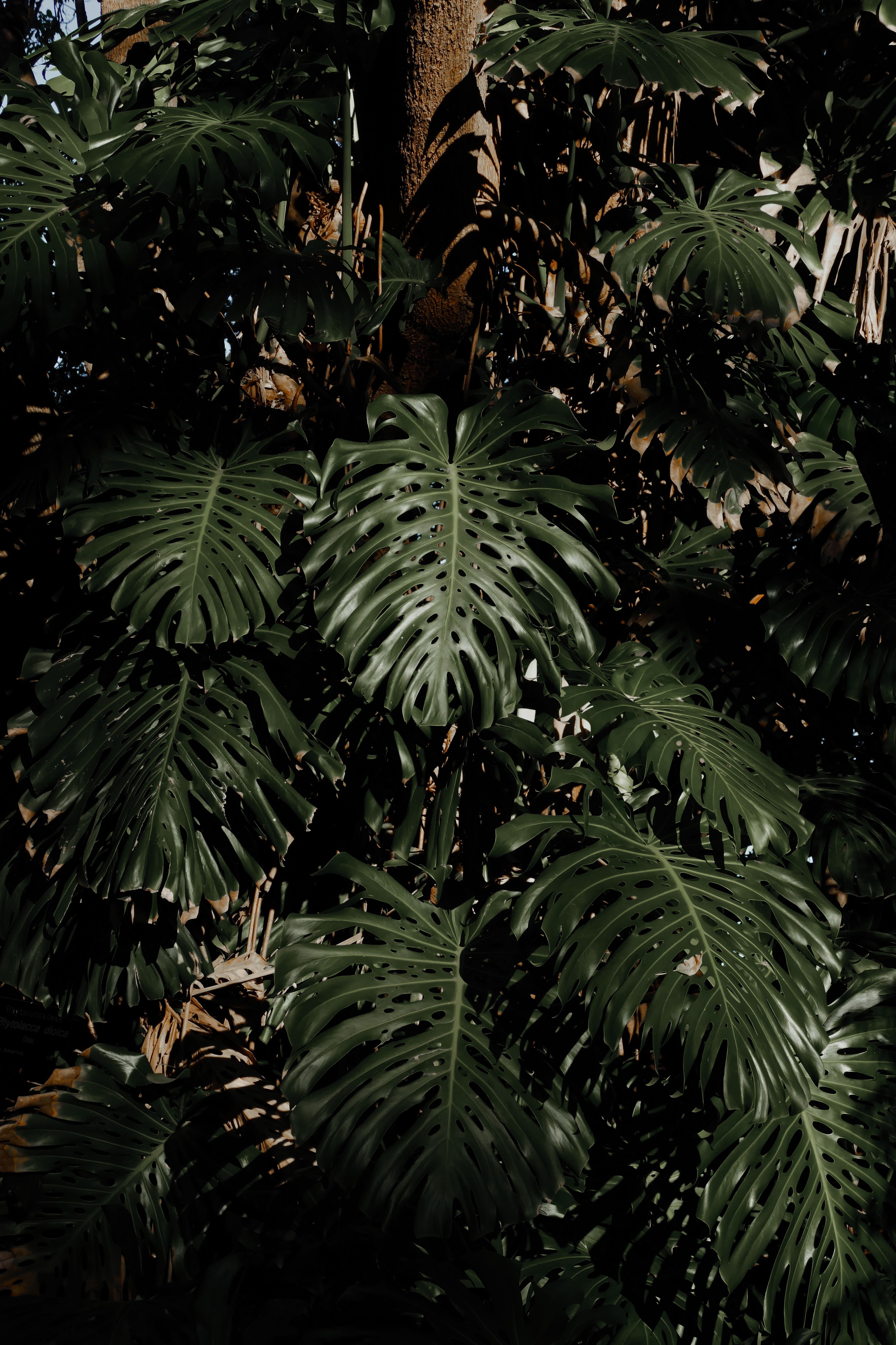 Vibrant monstera leaves basking in sunlight, showcasing natural beauty and tropical elegance.