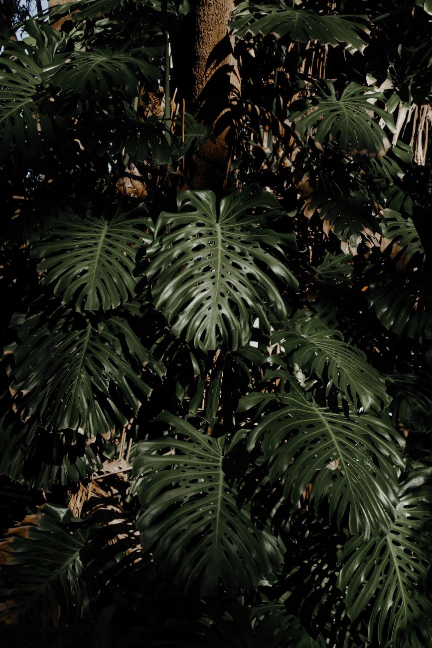 Vibrant monstera leaves basking in sunlight, showcasing natural beauty and tropical elegance.. pexels, vibrant, monstera