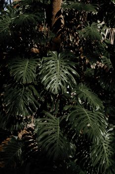 Vibrant monstera leaves basking in sunlight, showcasing natural beauty and tropical elegance.. pexels, vibrant, monstera