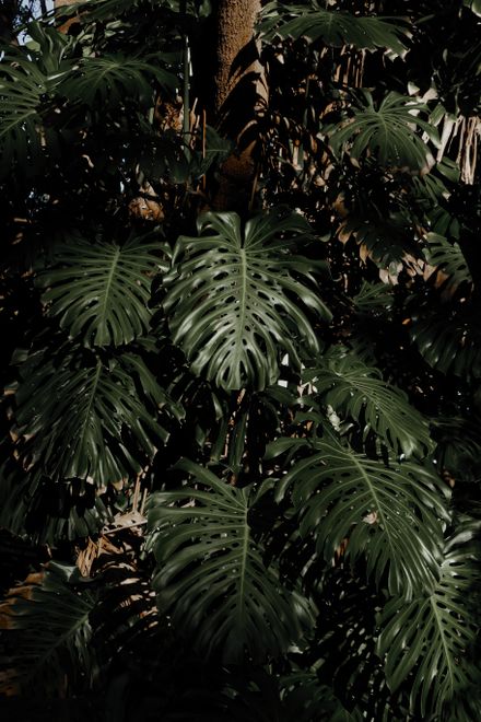Monstera leaves in low tropical light — photo by Vlad Kutepov on Pexels
