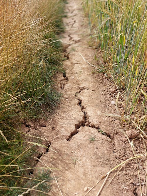 A Dry Ground with Cracks