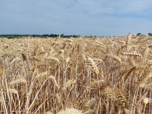 Free stock photo of blue sky, clouds in the sky, combine harvester