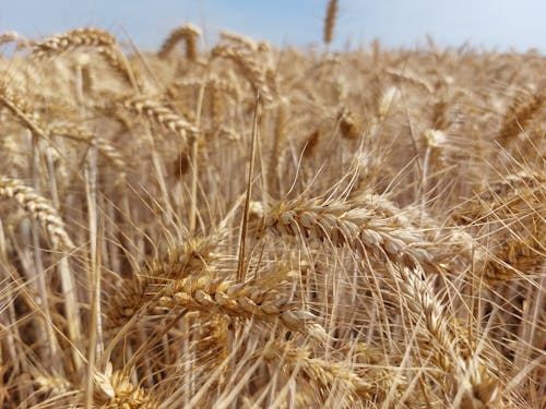 Free stock photo of combine harvester, corn, dry