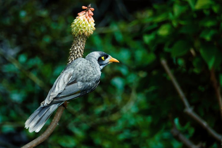 Close-Up Shot Of An Australian Noisy Miner Perched On A Tree Branch