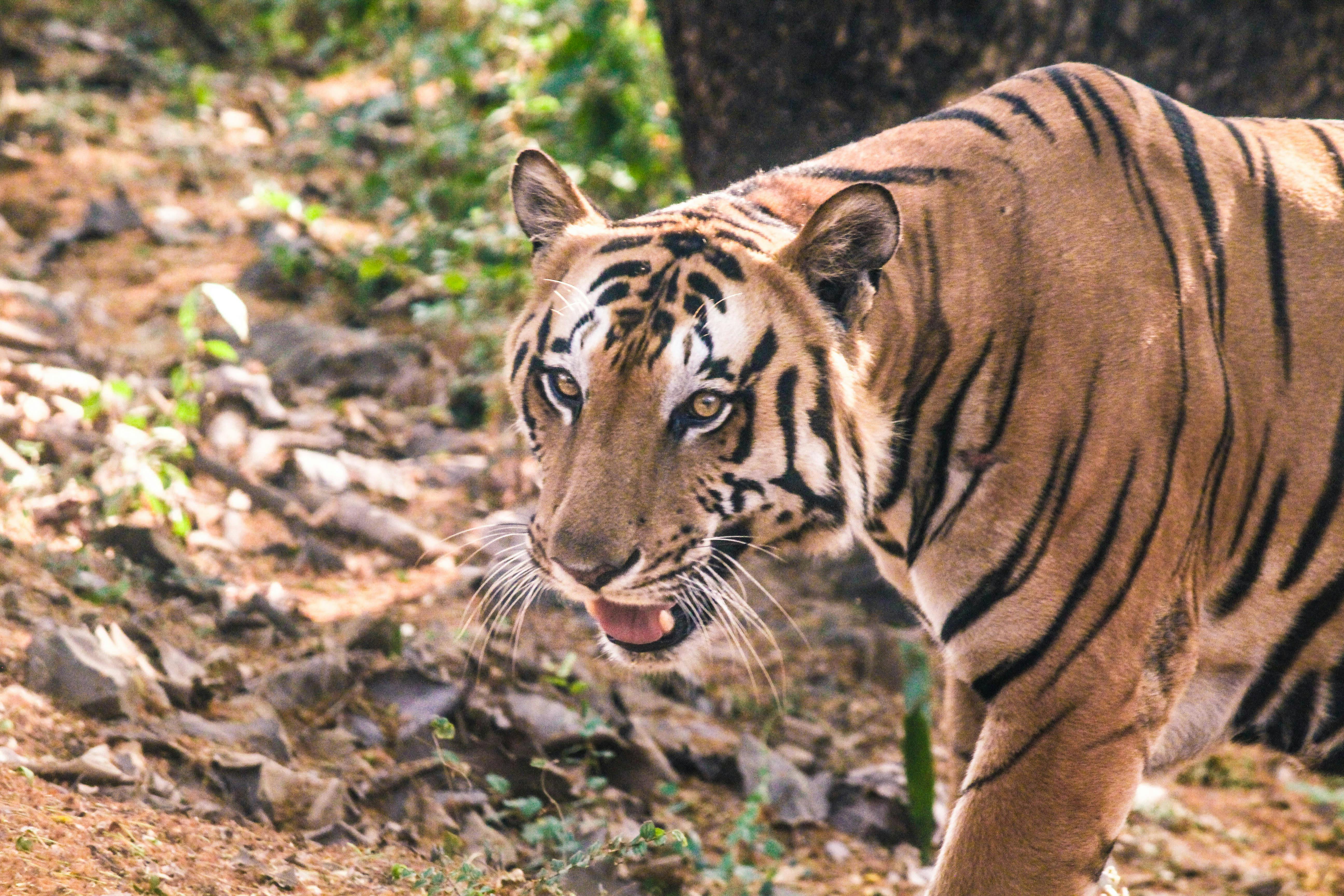 Free stock photo of tiger, wild animal, wild tiger