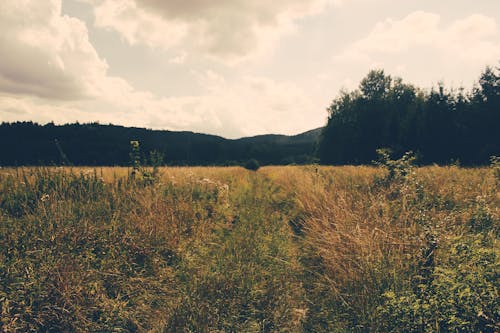 Photo of Green Grass Field