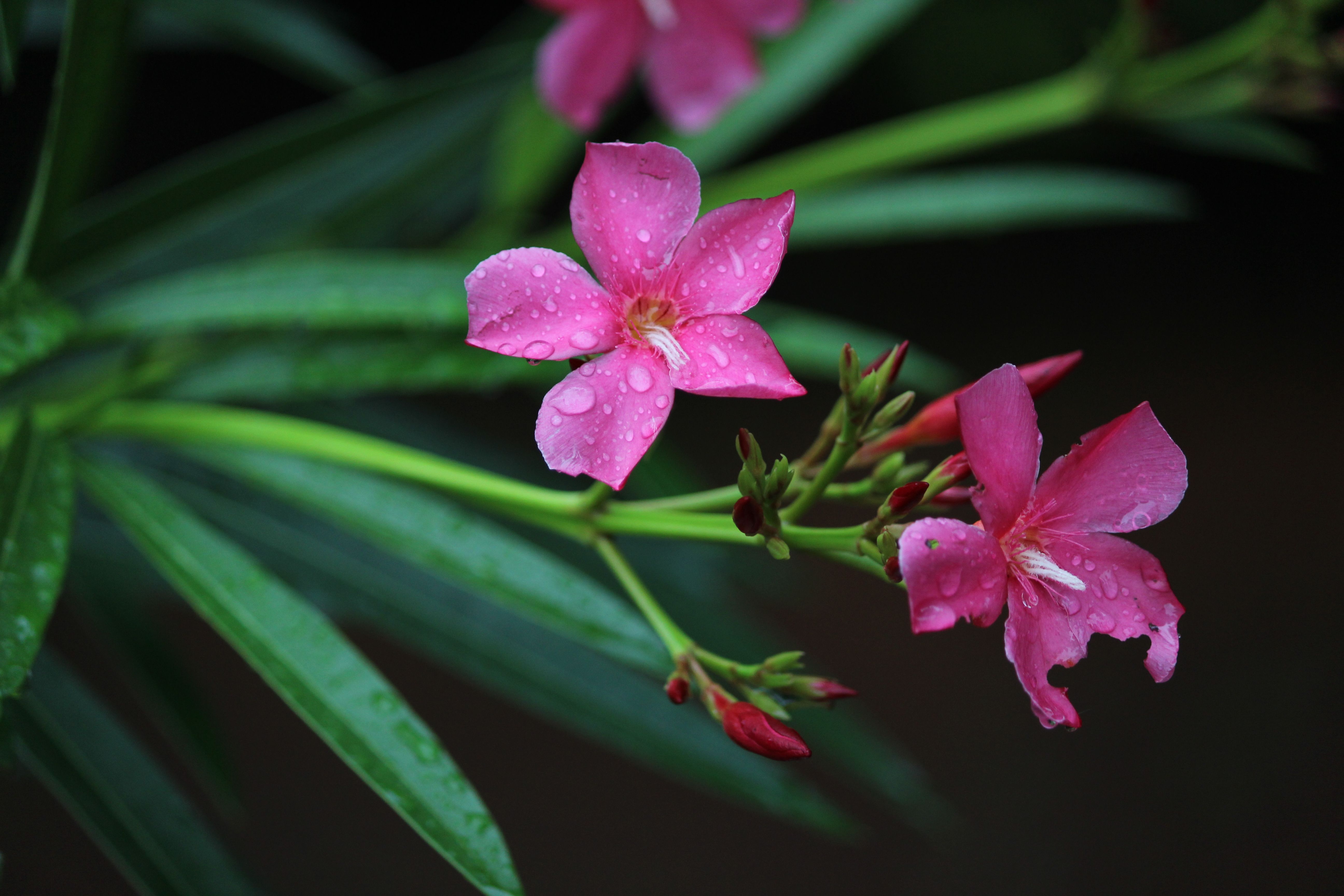Pink oleander flowers with dew drops on petals, showing details.