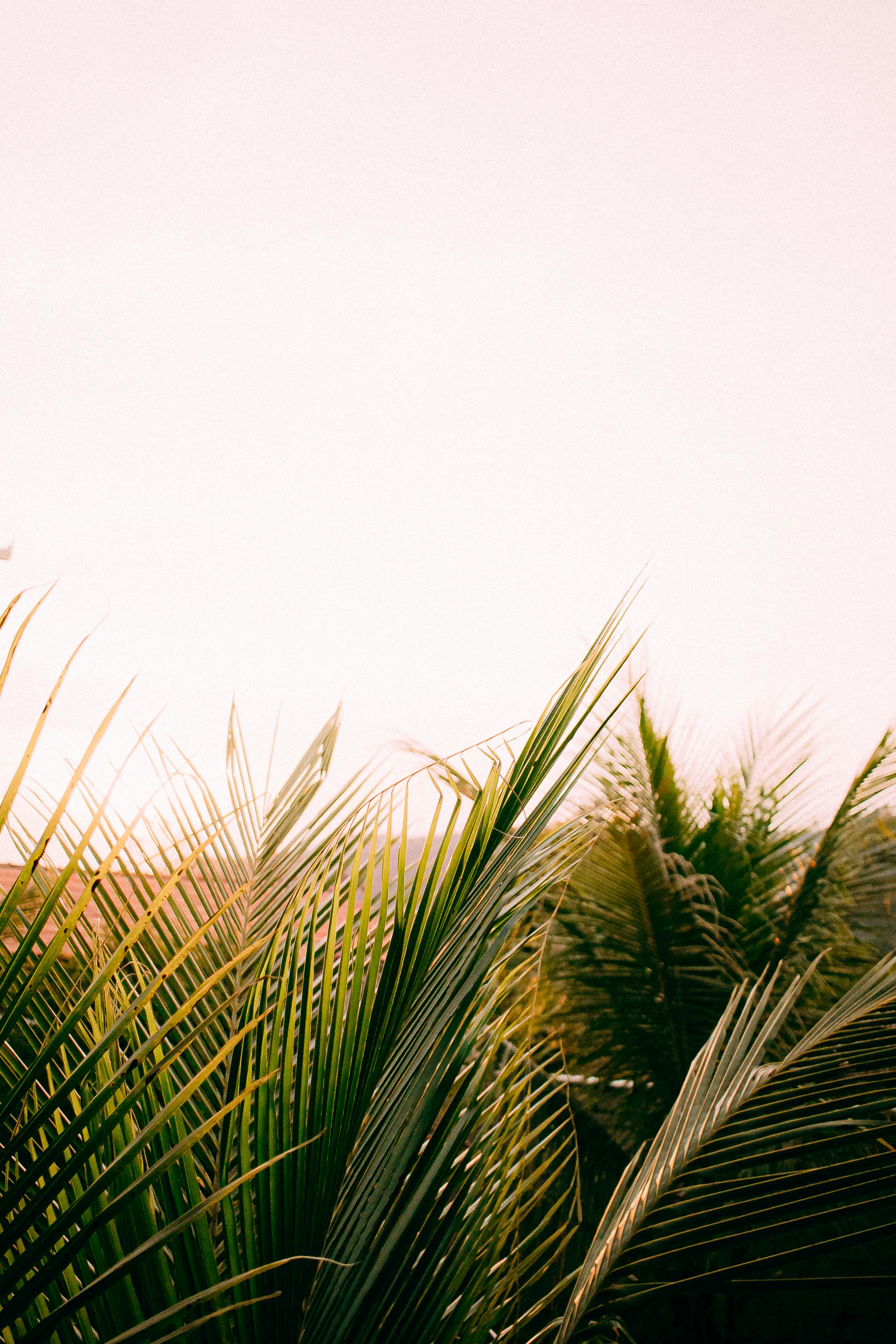 A stunning view of tropical palm leaves against a warm sunset sky, capturing nature's beauty.