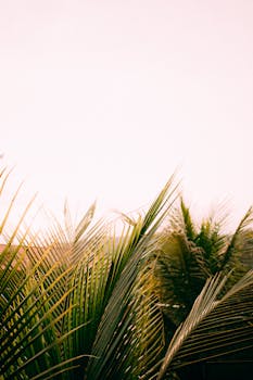 A stunning view of tropical palm leaves against a warm sunset sky, capturing nature's beauty.