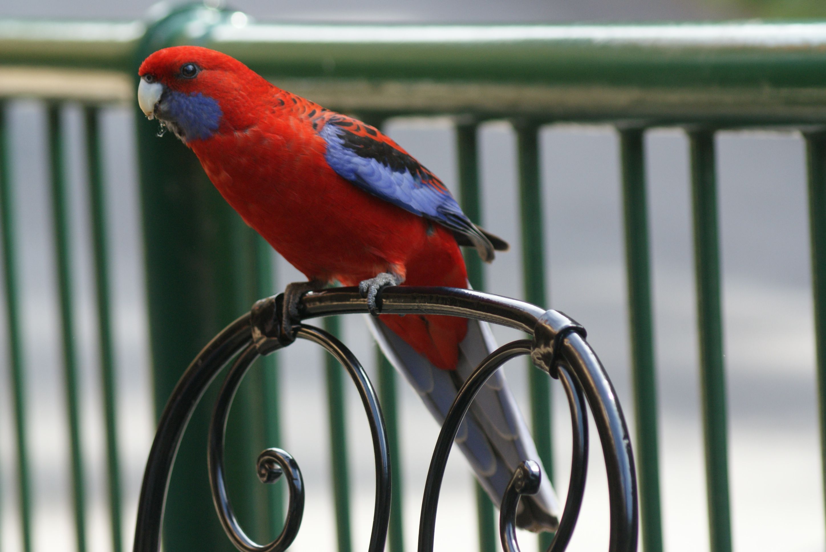 Foto Stok Gratis Tentang Binatang Imut Binatang Lucu Burung Merah
