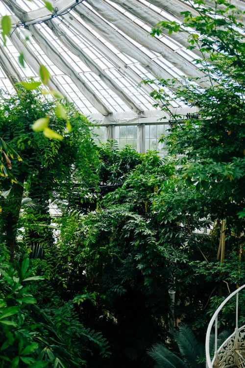 Free Beautiful verdant plants bask in sunlight inside Copenhagen's iconic Palm House greenhouse. Stock Photo