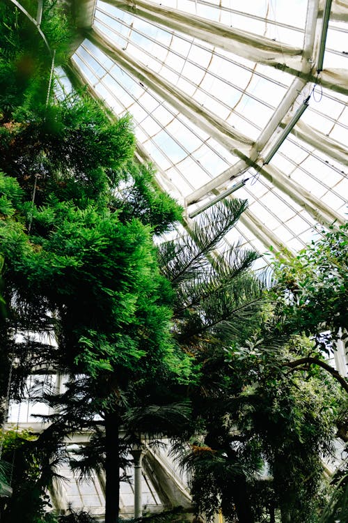 Trees in a Botanical Garden Greenhouse