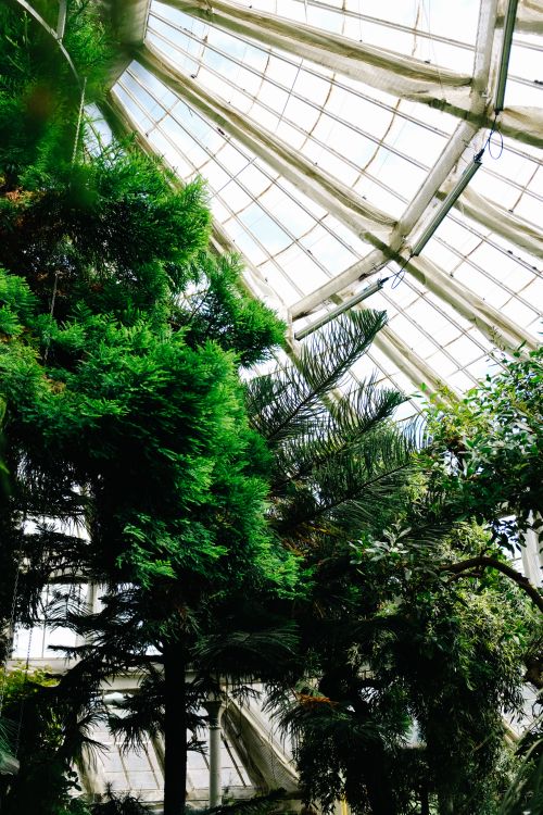 Free Explore vibrant tropical plants under a striking glass ceiling in this botanical greenhouse. Stock Photo