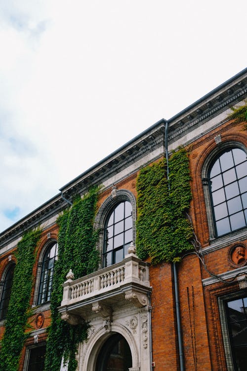 Ivy on Building with Balcony