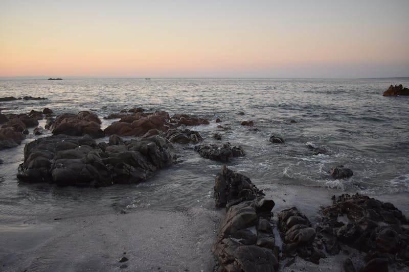 컬리케일 분말 영양