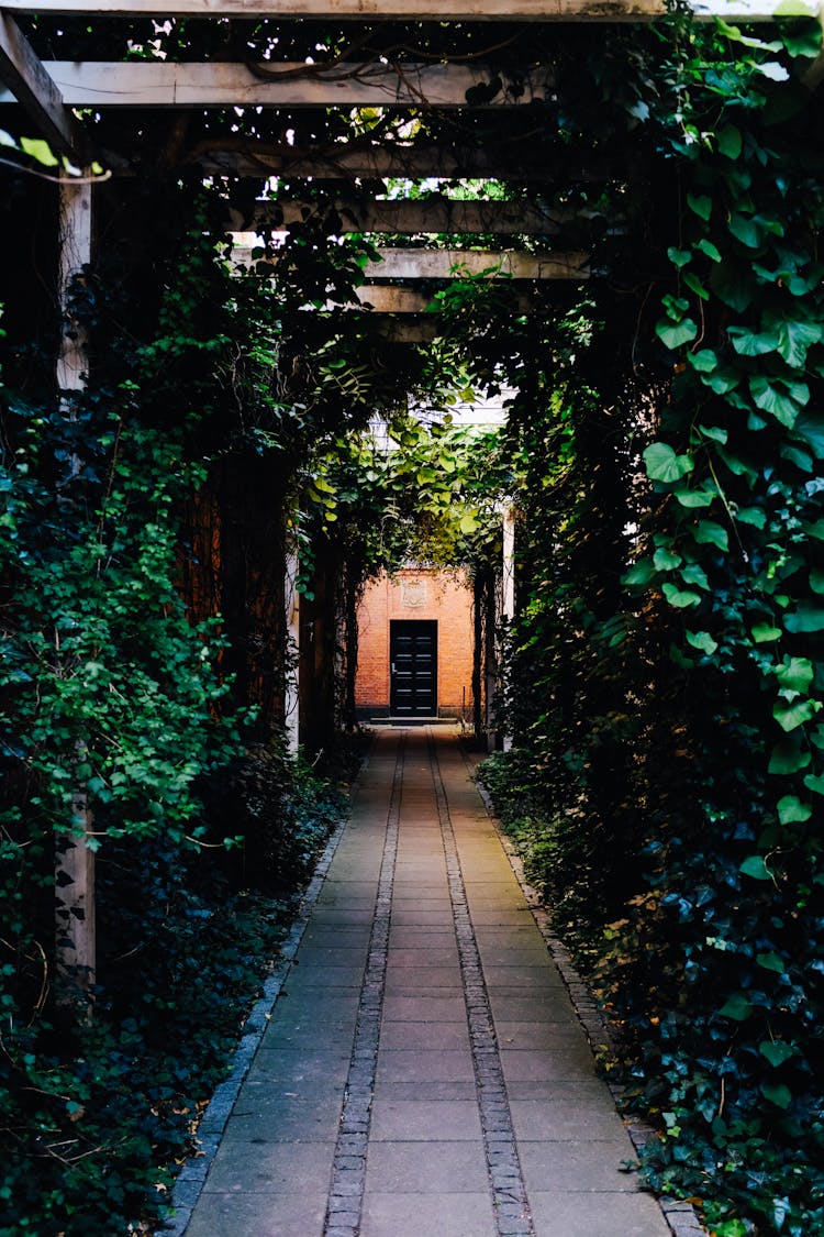 Walkway In A Park 