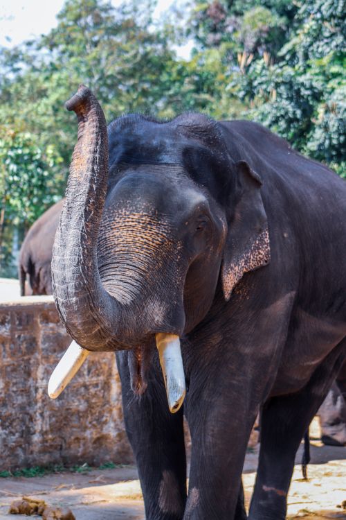 Free Close-up portrait of an Asian elephant showcasing its tusks and trunk in a natural outdoor setting. Stock Photo