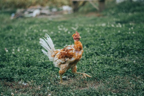 Free Hen on Grass Stock Photo