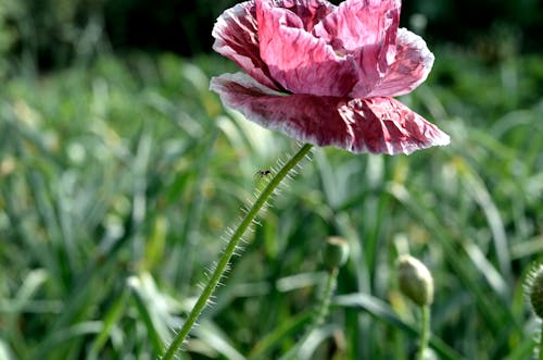 無料 赤い花びらの花の選択写真 写真素材