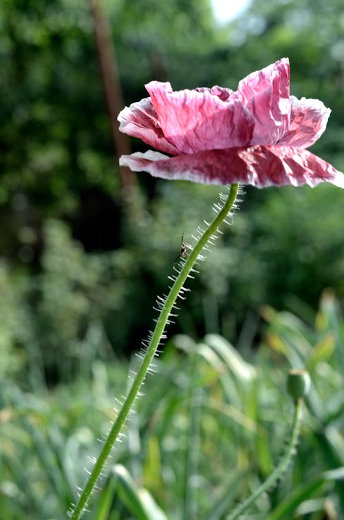 Ücretsiz Pembe Yapraklı çiçek Stok Fotoğraflar