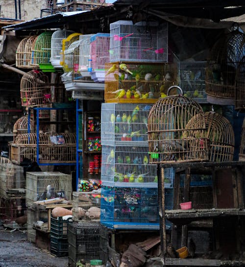 Foto stok gratis bangsa burung, burung-burung, kandang