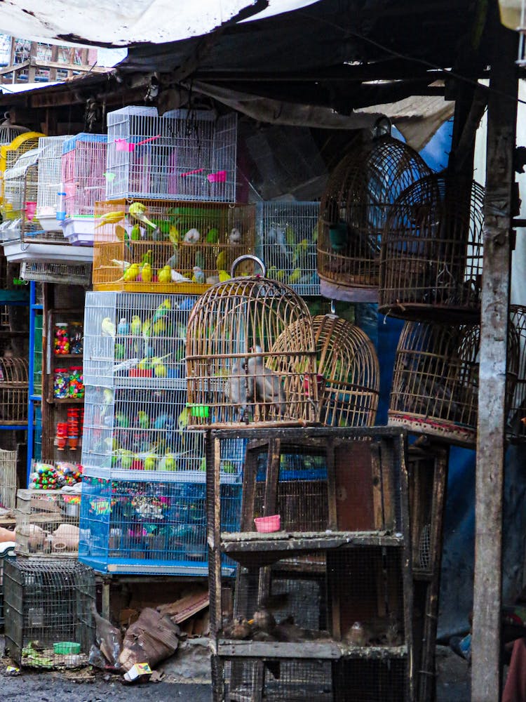 Cages Of Birds In A Market