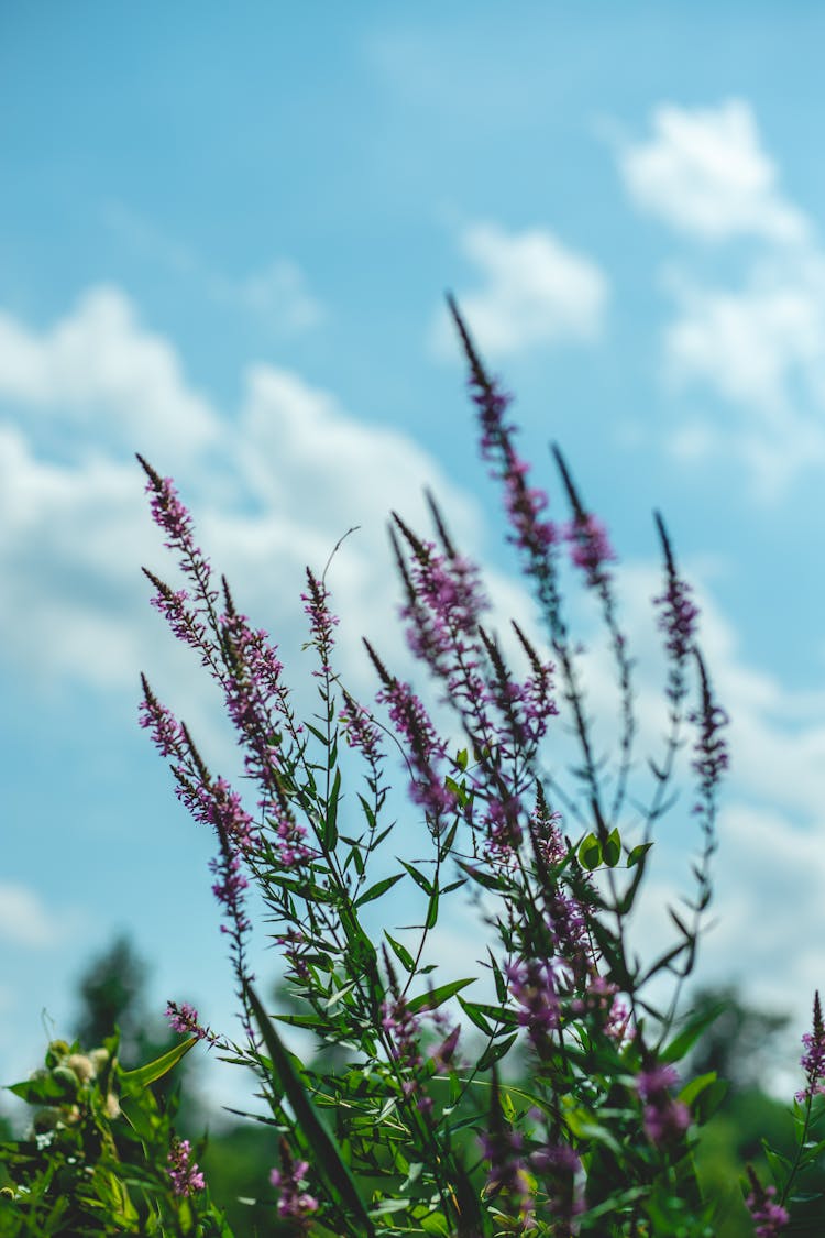 A Purple Flowers In Full Bloom