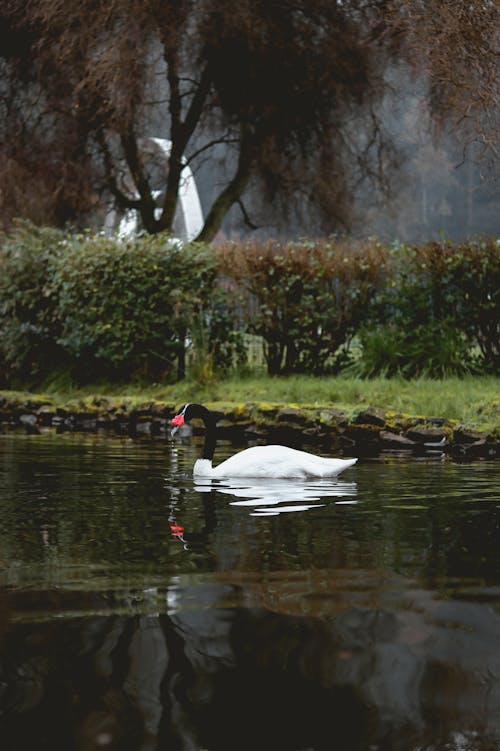 Black-Necked Swan on Water

