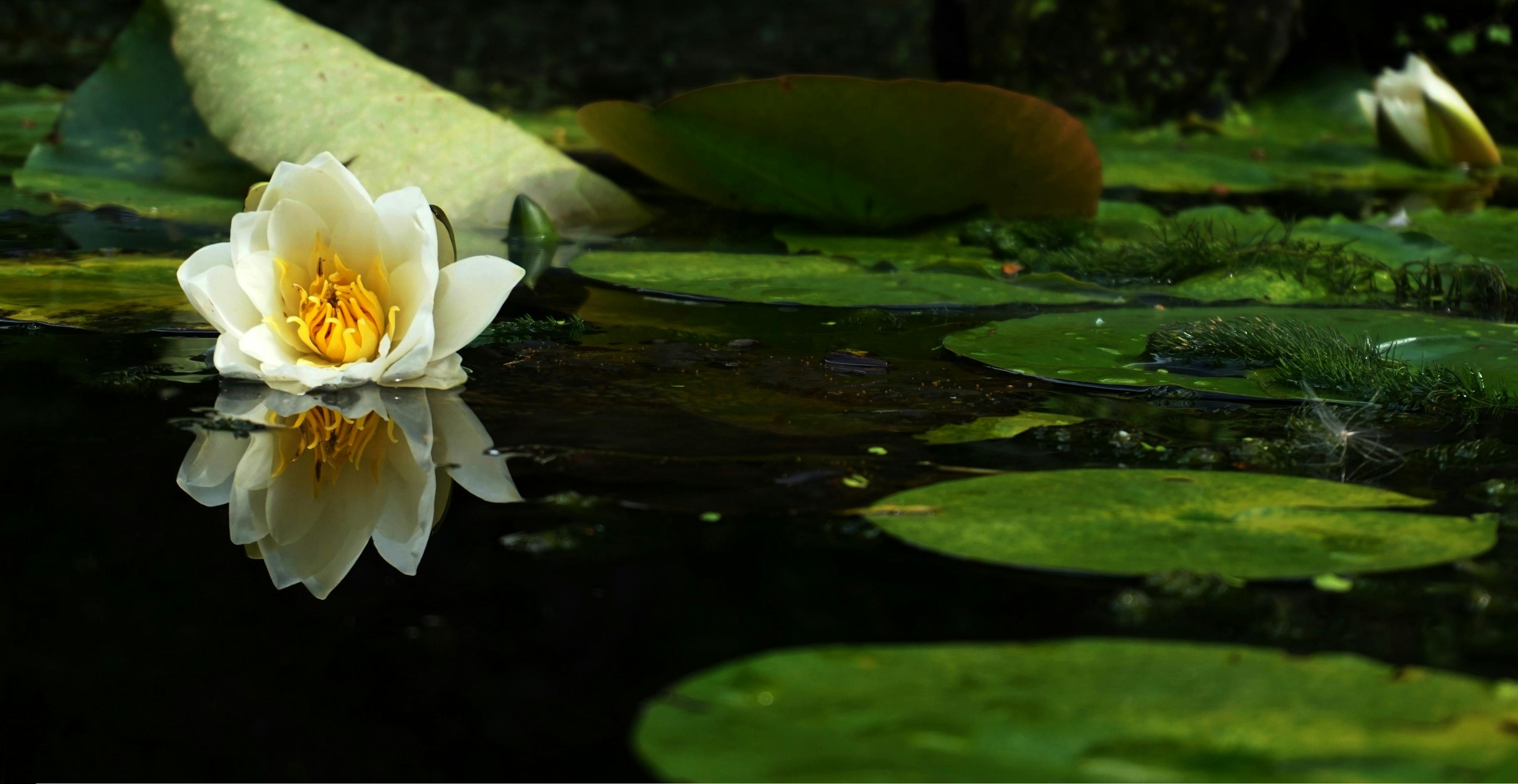 Small pond with flowerswallpaper1920x1080 wallpaper  1920x1080 