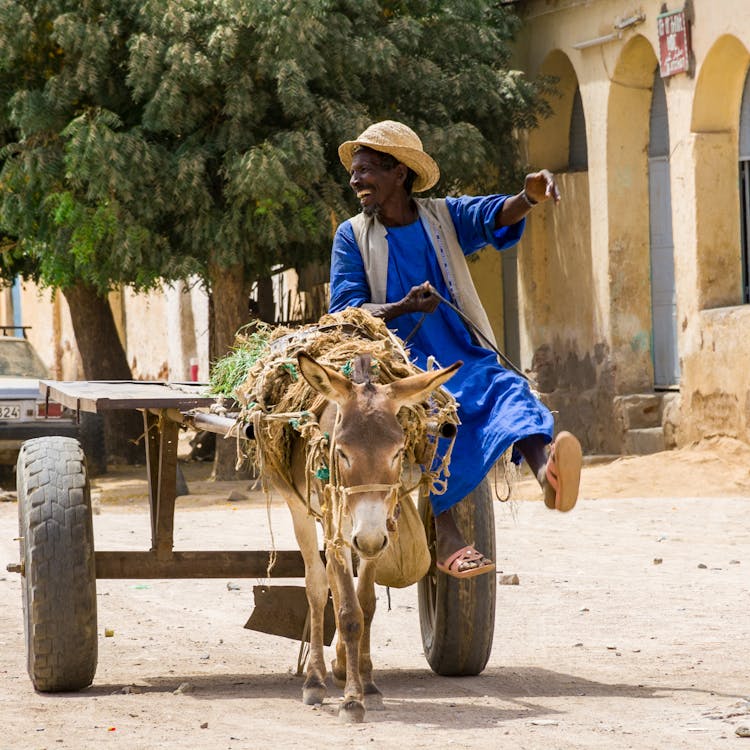 An Elderly Man Sitting On A Cart Being Pulled By A Mule