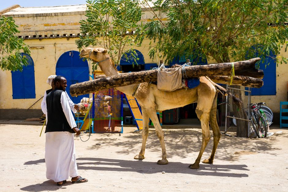 A man stands beside a camel carrying logs against a backdrop of colorful Eritrean architecture.