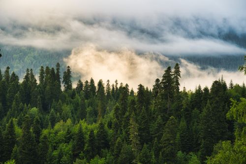 Free Lush green forest shrouded in mist with clouds hovering above. Stock Photo